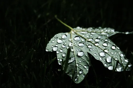 Folha verde com gotas de água